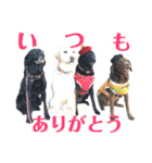 黒ラブびーたん＆チョコラブケリー5（個別スタンプ：5）