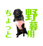 黒ラブびーたん＆チョコラブケリー5（個別スタンプ：13）