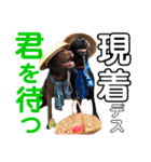 黒ラブびーたん＆チョコラブケリー5（個別スタンプ：15）