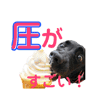 黒ラブびーたん＆チョコラブケリー5（個別スタンプ：22）