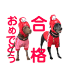 黒ラブびーたん＆チョコラブケリー5（個別スタンプ：30）