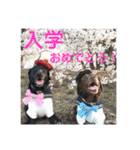 黒ラブびーたん＆チョコラブケリー5（個別スタンプ：31）
