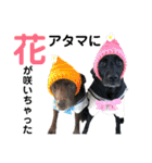 黒ラブびーたん＆チョコラブケリー5（個別スタンプ：39）