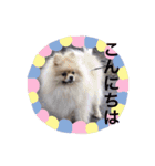Pome's stamps（個別スタンプ：1）