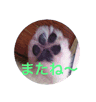 Pome's stamps（個別スタンプ：3）