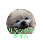 Pome's stamps（個別スタンプ：5）