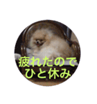 Pome's stamps（個別スタンプ：6）