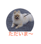 Pome's stamps（個別スタンプ：9）