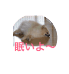 Pome's stamps（個別スタンプ：10）