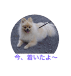 Pome's stamps（個別スタンプ：11）