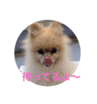 Pome's stamps（個別スタンプ：14）