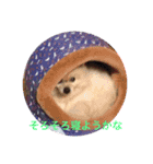 Pome's stamps（個別スタンプ：15）