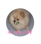 Pome's stamps（個別スタンプ：16）