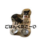 メイだニャムギだニャ（個別スタンプ：1）