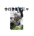 メイだニャムギだニャ（個別スタンプ：2）