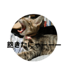 メイだニャムギだニャ（個別スタンプ：4）