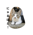 メイだニャムギだニャ（個別スタンプ：7）