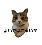メイだニャムギだニャ（個別スタンプ：9）