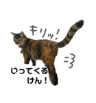 さくらde阿波弁2（個別スタンプ：3）
