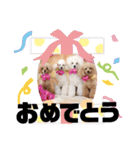 わんみく3（個別スタンプ：20）