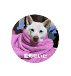 白柴COCO（個別スタンプ：21）