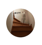 白柴COCO（個別スタンプ：22）