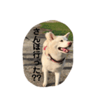 白柴COCO（個別スタンプ：28）