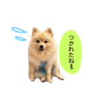 ぽあスタンプ（個別スタンプ：6）