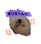 ぽあスタンプ（個別スタンプ：7）