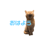 ちゃとら猫「チャボ」（個別スタンプ：1）