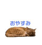 ちゃとら猫「チャボ」（個別スタンプ：2）