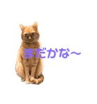 ちゃとら猫「チャボ」（個別スタンプ：3）