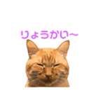 ちゃとら猫「チャボ」（個別スタンプ：4）