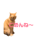 ちゃとら猫「チャボ」（個別スタンプ：5）