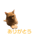 ちゃとら猫「チャボ」（個別スタンプ：6）