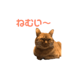 ちゃとら猫「チャボ」（個別スタンプ：7）