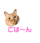 ちゃとら猫「チャボ」（個別スタンプ：8）