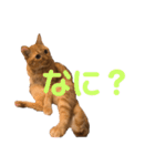 ちゃとら猫「チャボ」（個別スタンプ：9）
