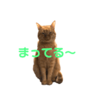 ちゃとら猫「チャボ」（個別スタンプ：10）