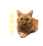 ちゃとら猫「チャボ」（個別スタンプ：11）