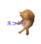 ちゃとら猫「チャボ」（個別スタンプ：15）