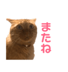 ちゃとら猫「チャボ」（個別スタンプ：16）