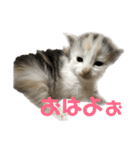 かわいい猫スタンプ①（個別スタンプ：1）