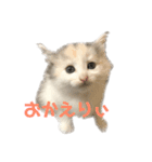 かわいい猫スタンプ①（個別スタンプ：2）
