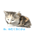 かわいい猫スタンプ①（個別スタンプ：3）