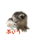 かわいい猫スタンプ①（個別スタンプ：5）