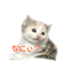 かわいい猫スタンプ①（個別スタンプ：6）