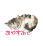かわいい猫スタンプ①（個別スタンプ：8）