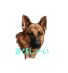 シェパードクラブ（個別スタンプ：7）