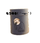 マンボ 本舗（個別スタンプ：3）